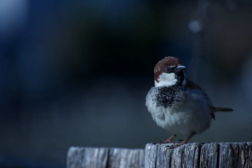 Spatz auf Zaunpfahl